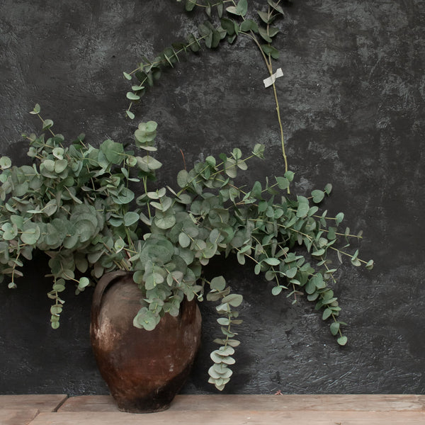 Everlasting Eucalyptus Stem