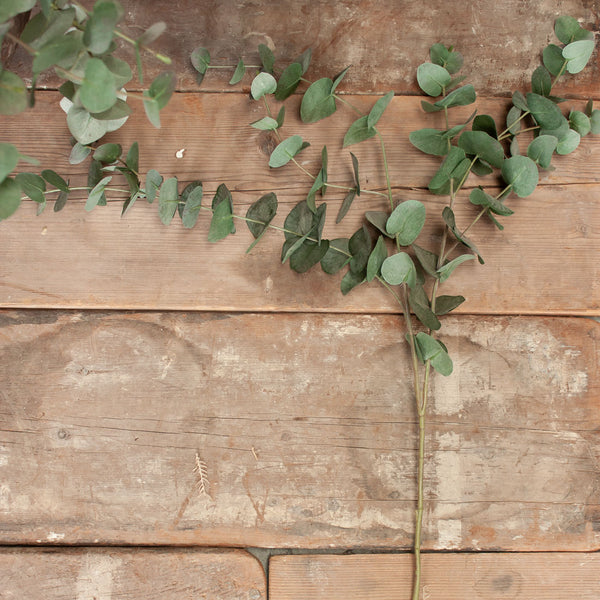 Everlasting Eucalyptus Stem