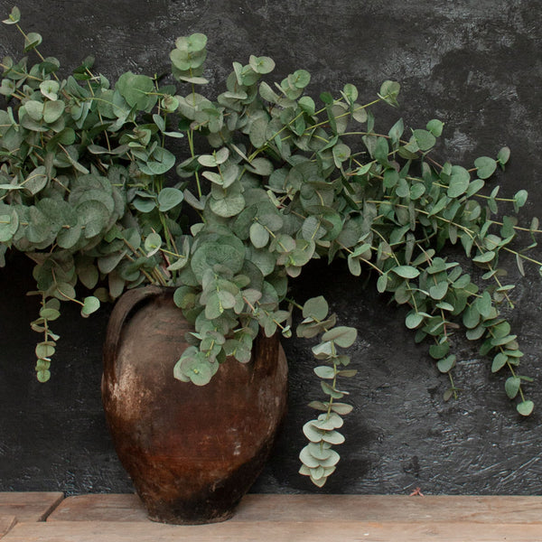 Everlasting Eucalyptus Stem