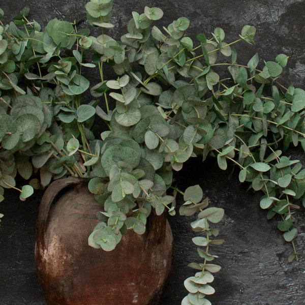 Everlasting Eucalyptus Stem