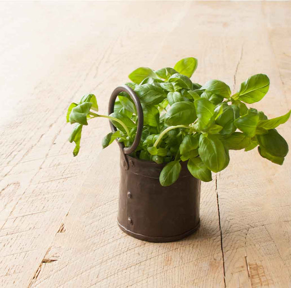 Vintage herb Tin