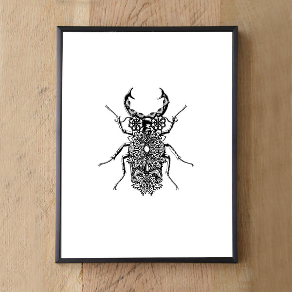 Lacy insect Gallery Collection